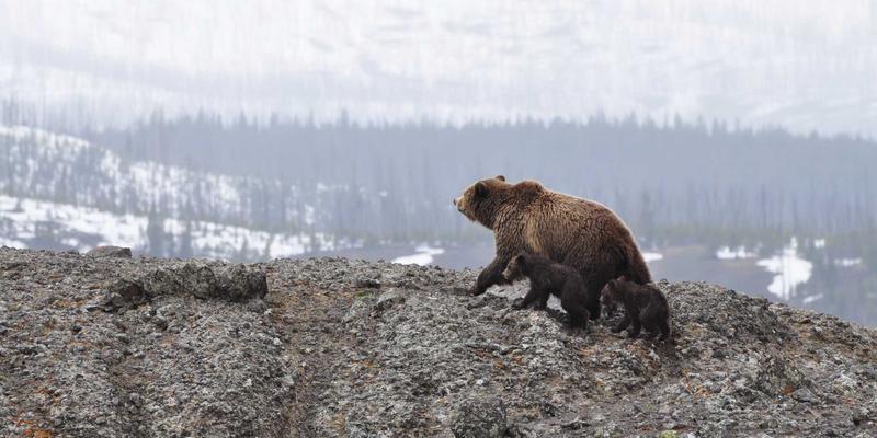 环保法规重塑电子产品制造：元器件供应与PCBA材料选择新趋势